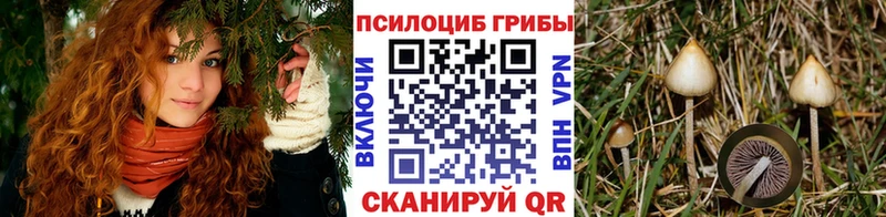 Купить  Соль-Илецк  Псилоцибиновые грибы Psilocybine cubensis 